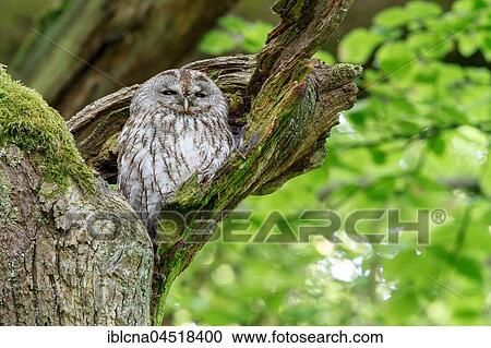Woodchuck (Strix aluco) sitting in tree, sleeping tree, Hesse, Germany, Europe View Large Photo Image Stock Image - Woodchuck (Strix aluco) sitting in tree, sleeping tree, Hesse, Germany, Europe. Fotosearch