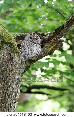 Stock Image - Woodchuck (Strix aluco) sitting in tree, sleeping tree, Hesse, Germany, Europe. Fotosearch