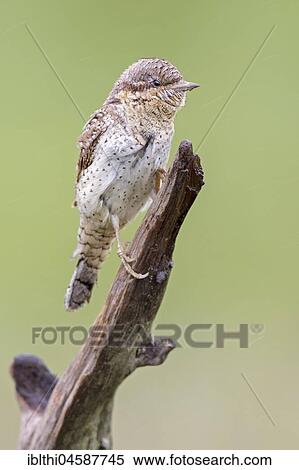 Wryneck (Jynx torquilla), Middle Elbe Biosphere Reserve, Saxony-Anhalt, Germany, Europe View Large Photo Image Stock Photography - Wryneck (Jynx torquilla), Middle Elbe Biosphere Reserve, Saxony-Anhalt, Germany, Europe. Fotosearch