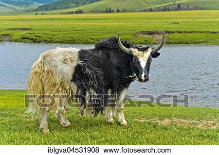 Stock Photo - Yak (Bos mutus) standing by the river, Orchon Valley, Khangai Nuruu National Park, Archangai Aimag, Mongolia, Asia. Fotosearch