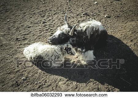 Yak, mother with calf in pasture, Bozai Gumbaz, Wakhan corridor, Badakhshan, Afghanistan, Asia View Large Photo Image Stock Image - Yak, mother with calf in pasture, Bozai Gumbaz, Wakhan corridor, Badakhshan, Afghanistan, Asia. Fotosearch