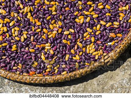 Yellow and purple beans drying in sun on braided plate, Ghandruk, Kaski District, Nepal, Asia View Large Photo Image Stock Photo - Yellow and purple beans drying in sun on braided plate, Ghandruk, Kaski District, Nepal, Asia. Fotosearch