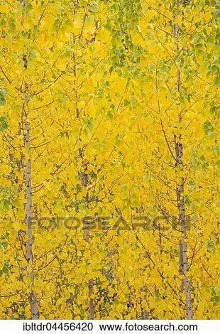 Yellow aspens (Populus tremula) in autumnal colours, cultivated for timber, near Guadix, Granada province, Andalusia, Spain, Europe View Large Photo Image Stock Image - Yellow aspens (Populus tremula) in autumnal colours, cultivated for timber, near Guadix, Granada province, Andalusia, Spain, Europe. Fotosearch
