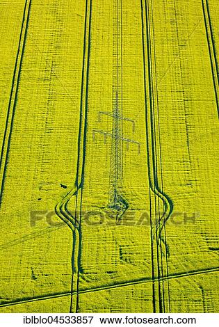 Yellow flowering rape field with tractor tracks and high voltage mast, overhead power line, aerial photo, Werne, Ruhr area, North Rhine-Westphalia, Germany, Europe View Large Photo Image Stock Photo - Yellow flowering rape field with tractor tracks and high voltage mast, overhead power line, aerial photo, Werne, Ruhr area, North Rhine-Westphalia, Germany, Europe. Fotosearch