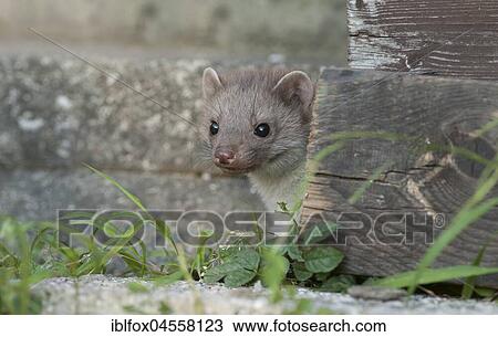 Young Beech marten (Martes Foina) looks curiously behind Holzbrett, Austria, Europe View Large Photo Image Stock Image - Young Beech marten (Martes Foina) looks curiously behind Holzbrett, Austria, Europe. Fotosearch