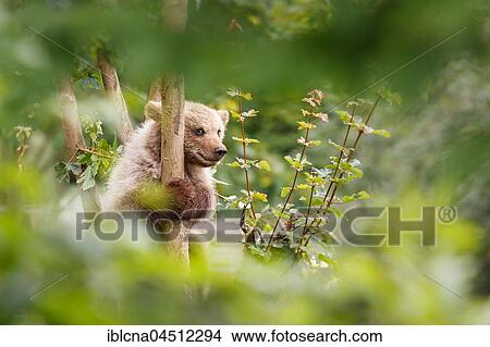 Picture - Young brown bear (ursus arctos) in the bushes, captive, Baden-Württemberg, Germany, Europe. Fotosearch