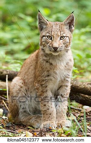 Stock Photo - Young Eurasian lynx (Lynx lynx), captive, Hesse, Germany, Europe. Fotosearch