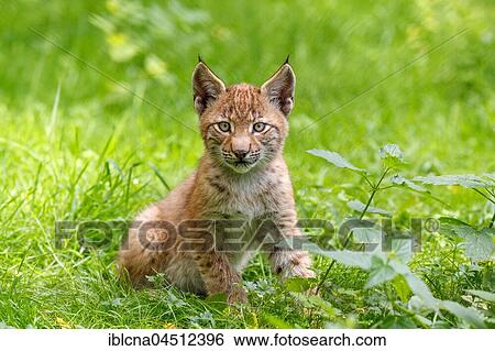 Stock Photograph - Young European lynx (Lynx lynx) sitting in meadow, captive, Hesse, Germany, Europe. Fotosearch