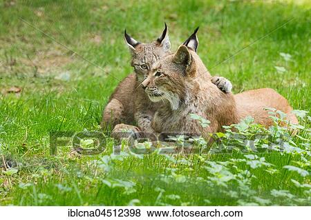 Stock Photo - Young European lynx (Lynx lynx) with dam, captive, Hesse, Germany, Europe. Fotosearch