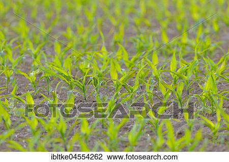 Stock Image - Young mais plants on a field, Baden-Württemberg, Germany, Europe. Fotosearch