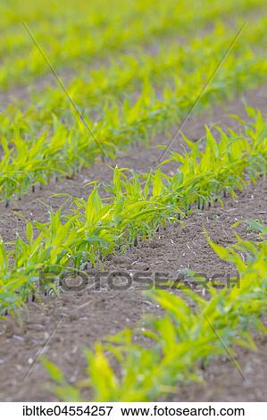 Stock Photo - Young mais plants on a field, Baden-Württemberg, Germany, Europe. Fotosearch