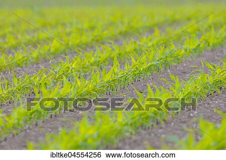 Stock Photograph - Young mais plants on a field, Baden-Württemberg, Germany, Europe. Fotosearch