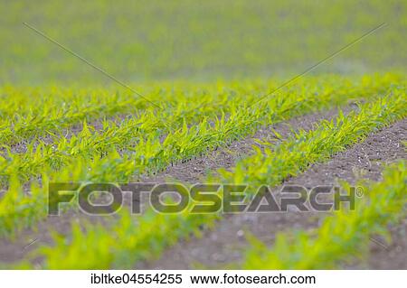 Stock Photography - Young mais plants on a field, Baden-Württemberg, Germany, Europe. Fotosearch