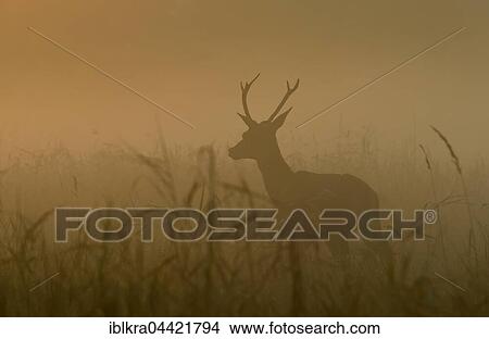 Young red deer (Cervus elaphus) in morning mist, Danube-Auen, Lower Austria, Austria, Europe View Large Photo Image Picture - Young red deer (Cervus elaphus) in morning mist, Danube-Auen, Lower Austria, Austria, Europe. Fotosearch