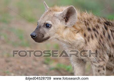 Young Spotted hyena or Laughing hyena (Crocuta crocuta), Kruger National Park, South Africa, Africa View Large Photo Image Stock Photo - Young Spotted hyena or Laughing hyena (Crocuta crocuta), Kruger National Park, South Africa, Africa. Fotosearch