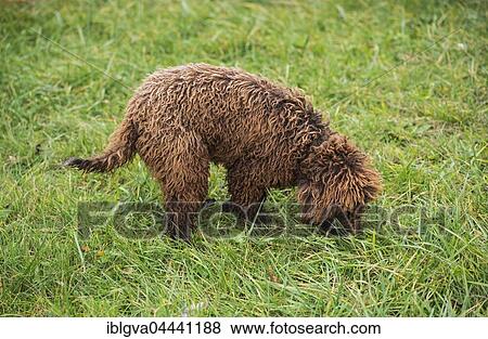 Stock Photo - Young truffle dog, Lagotti Romagnolo breed, sniffing for truffles, Bonvillars truffle market, Switzerland, Europe. Fotosearch