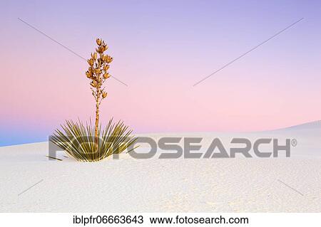 Stock Image - Yucca (Yucca) in Gypsum Sand Dunes, White Sands National Monument, New Mexico, US in Gypsum Sand Dunes, White Sands National Monument, New Mexico, US. Fotosearch