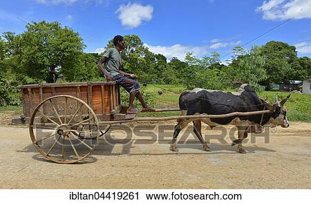 Zebu cattle (Bos taurus indicus) pulling carts, Northwest Madagascar, Madagascar, Africa View Large Photo Image Stock Image - Zebu cattle (Bos taurus indicus) pulling carts, Northwest Madagascar, Madagascar, Africa. Fotosearch