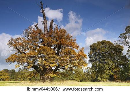 650 year old oak tree with autumn colors, Middle Elbe Biosphere Reserve, Dessau, Saxony-Anhalt, Germany, Europe View Large Photo Image Stock Photo - 650 year old oak tree with autumn colors, Middle Elbe Biosphere Reserve, Dessau, Saxony-Anhalt, Germany, Europe. Fotosearch