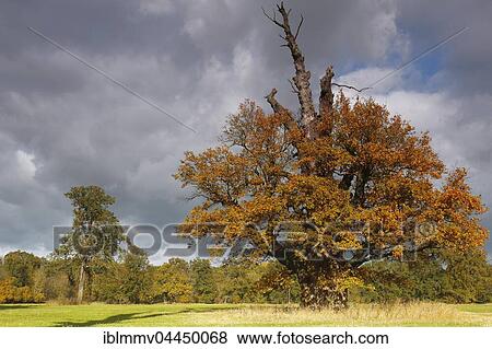 650 year old oak tree with autumn colors, Middle Elbe Biosphere Reserve, Dessau, Saxony-Anhalt, Germany, Europe View Large Photo Image Stock Photo - 650 year old oak tree with autumn colors, Middle Elbe Biosphere Reserve, Dessau, Saxony-Anhalt, Germany, Europe. Fotosearch