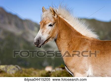 Stock Photography - A dun Haflinger foal, Kühtai, Tyrol, Austria, Europe. Fotosearch