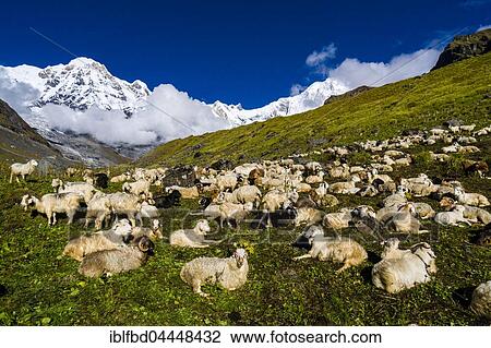 A herd of sheep is resting on a meadow, back snow covered Annapurna 1 North Face, right, and Annapurna South summit, left, Chomrong, Kaski District, Nepal, Asia View Large Photo Image Stock Image - A herd of sheep is resting on a meadow, back snow covered Annapurna 1 North Face, right, and Annapurna South summit, left, Chomrong, Kaski District, Nepal, Asia. Fotosearch