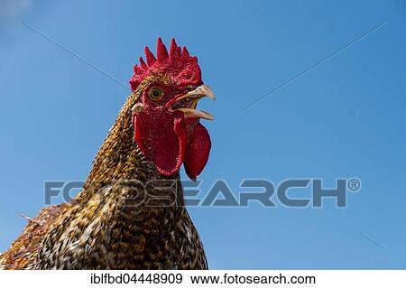 A rooster, soon to be sacrificed at the Khadga Devi Mandir Temple, Darsain Hindu Festival, Bandipur, Tanahun, Nepal, Asia View Large Photo Image Stock Photo - A rooster, soon to be sacrificed at the Khadga Devi Mandir Temple, Darsain Hindu Festival, Bandipur, Tanahun, Nepal, Asia. Fotosearch