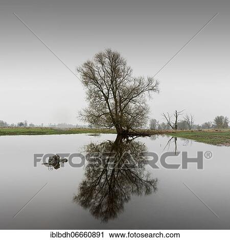 A tree on the bank of the Oder, border river between Poland and Germany View Large Photo Image Stock Image - A tree on the bank of the Oder, border river between Poland and Germany. Fotosearch