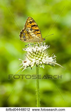 A yellow butterfly is siting on a white flower, Lower Pisang, Manang District, Nepal, Asia View Large Photo Image Stock Image - A yellow butterfly is siting on a white flower, Lower Pisang, Manang District, Nepal, Asia. Fotosearch