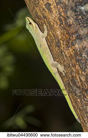 Abbott's day gecko (Phelsuma abbotti), Nosy Komba, Northwest Coast, Madagascar, Africa View Large Photo Image Stock Image - Abbott's day gecko (Phelsuma abbotti), Nosy Komba, Northwest Coast, Madagascar, Africa. Fotosearch