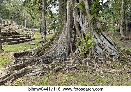 Aboveground roots of giant trees (Ficus sp. ), Historic archaeological site Yaxchilan, Rainforest, Rio Usumacinta, Mexico, Central America View Large Photo Image Stock Photograph - Aboveground roots of giant trees (Ficus sp. ), Historic archaeological site Yaxchilan, Rainforest, Rio Usumacinta, Mexico, Central America. Fotosearch