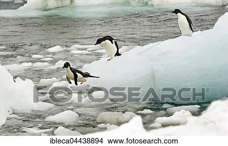 Adelie penguins (Pygoscelis adeliae), jumping from iceberg, Antarctica, South Orkney Islands, Antarctica View Large Photo Image Picture - Adelie penguins (Pygoscelis adeliae), jumping from iceberg, Antarctica, South Orkney Islands, Antarctica. Fotosearch