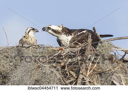 Adult osprey (Pandion haliaetus carolinensis) feeding young in nest, Everglades, Florida, USA, North America View Large Photo Image Stock Image - Adult osprey (Pandion haliaetus carolinensis) feeding young in nest, Everglades, Florida, USA, North America. Fotosearch