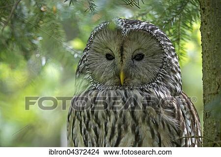 Adult ural owl, (Strix uralensis), Bavaria, Germany, Europe View Large Photo Image Picture - Adult ural owl, (Strix uralensis), Bavaria, Germany, Europe. Fotosearch