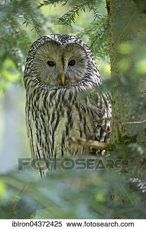 Adult ural owl, (Strix uralensis), Bavaria, Germany, Europe View Large Photo Image Stock Photography - Adult ural owl, (Strix uralensis), Bavaria, Germany, Europe. Fotosearch