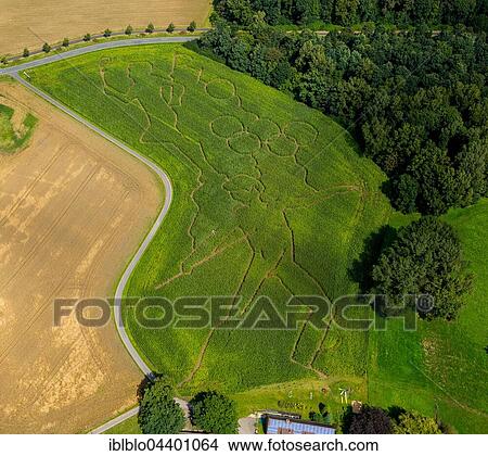 Aerial view, corn maze with Olympic theme, Münsterland, Hof Lünemann in Cappenberg, Selm, North Rhine-Westphalia, Germany, Europe View Large Photo Image Picture - Aerial view, corn maze with Olympic theme, Münsterland, Hof Lünemann in Cappenberg, Selm, North Rhine-Westphalia, Germany, Europe. Fotosearch
