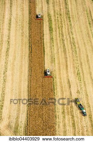 Aerial view, grain harvest, Claas combine harvester in grain field, agriculture, Vipperow, Mecklenburg-Western Pomerania, Germany, Europe View Large Photo Image Stock Photo - Aerial view, grain harvest, Claas combine harvester in grain field, agriculture, Vipperow, Mecklenburg-Western Pomerania, Germany, Europe. Fotosearch