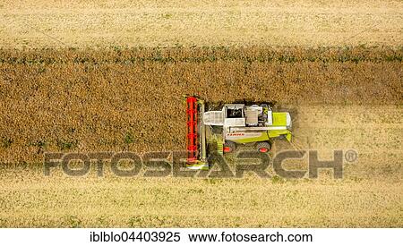 Aerial view, grain harvest, Claas combine harvester in grain field, agriculture, Vipperow, Mecklenburg-Western Pomerania, Germany, Europe View Large Photo Image Stock Photography - Aerial view, grain harvest, Claas combine harvester in grain field, agriculture, Vipperow, Mecklenburg-Western Pomerania, Germany, Europe. Fotosearch