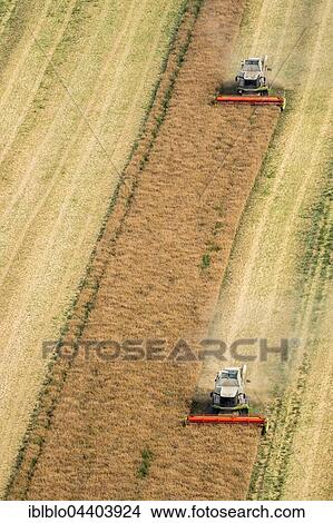 Aerial view, grain harvest, combine harvester in grain field, agriculture, Vipperow, Mecklenburg-Western Pomerania, Germany, Europe View Large Photo Image Picture - Aerial view, grain harvest, combine harvester in grain field, agriculture, Vipperow, Mecklenburg-Western Pomerania, Germany, Europe. Fotosearch