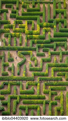Stock Image - Aerial view, hedge maze, labyrinth, Bollewick, Mecklenburg-Western Pomerania, Germany, Europe. Fotosearch