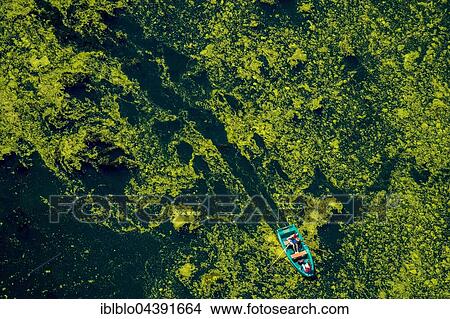Aerial view of rowboat traveling through water weed, Kemnader Reservoir, Witten, Ruhr District, North Rhine-Westphalia, Germany, Europe View Large Photo Image Picture - Aerial view of rowboat traveling through water weed, Kemnader Reservoir, Witten, Ruhr District, North Rhine-Westphalia, Germany, Europe. Fotosearch