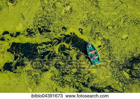 Aerial view of rowboat traveling through water weed, Kemnader Reservoir, Witten, Ruhr District, North Rhine-Westphalia, Germany, Europe View Large Photo Image Stock Image - Aerial view of rowboat traveling through water weed, Kemnader Reservoir, Witten, Ruhr District, North Rhine-Westphalia, Germany, Europe. Fotosearch