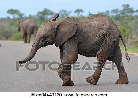 African bush elephant (Loxodonta africana africana) calf crossing a paved road, Kruger National Park, South Africa, Africa View Large Photo Image Stock Image - African bush elephant (Loxodonta africana africana) calf crossing a paved road, Kruger National Park, South Africa, Africa. Fotosearch