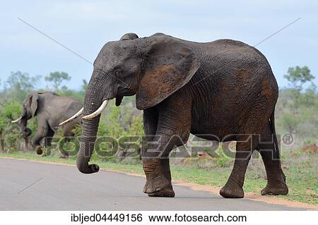 Stock Photograph - African bush elephant (Loxodonta africana africana) crossing a paved road, Kruger National Park, South Africa, Africa. Fotosearch