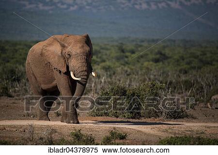 Stock Photography - African bush elephant (Loxodonta africana), Addo Elephant National Park, South Africa, Africa. Fotosearch