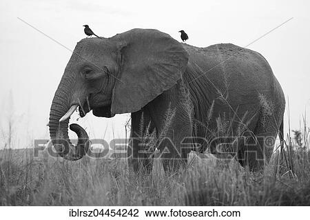 African Elephant (Loxodonta africana), Murchison Falls National Park, Uganda, Africa View Large Photo Image Stock Image - African Elephant (Loxodonta africana), Murchison Falls National Park, Uganda, Africa. Fotosearch