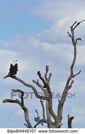 African fish eagle (Haliaeetus vocifer) perched on a branch of a dead tree, Kruger National Park, South Africa, Africa View Large Photo Image Stock Photo - African fish eagle (Haliaeetus vocifer) perched on a branch of a dead tree, Kruger National Park, South Africa, Africa. Fotosearch