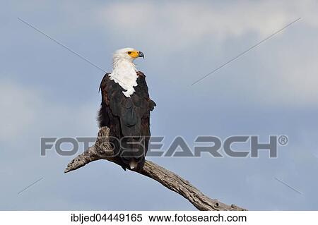 African fish eagle (Haliaeetus vocifer) perched on a branch of a dead tree, Kruger National Park, South Africa, Africa View Large Photo Image Stock Photography - African fish eagle (Haliaeetus vocifer) perched on a branch of a dead tree, Kruger National Park, South Africa, Africa. Fotosearch
