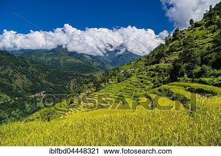 Agricultural landscape, green rice terraces and barley fields in Upper Modi Khola valley, Annapurna mountains with snow in distance, Landruk, Kaski District, Nepal, Asia View Large Photo Image Stock Image - Agricultural landscape, green rice terraces and barley fields in Upper Modi Khola valley, Annapurna mountains with snow in distance, Landruk, Kaski District, Nepal, Asia. Fotosearch