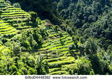 Agricultural landscape, green rice terraces and barley fields, farmhouse in Upper Modi Khola valley, Landruk, Kaski District, Nepal, Asia View Large Photo Image Stock Image - Agricultural landscape, green rice terraces and barley fields, farmhouse in Upper Modi Khola valley, Landruk, Kaski District, Nepal, Asia. Fotosearch